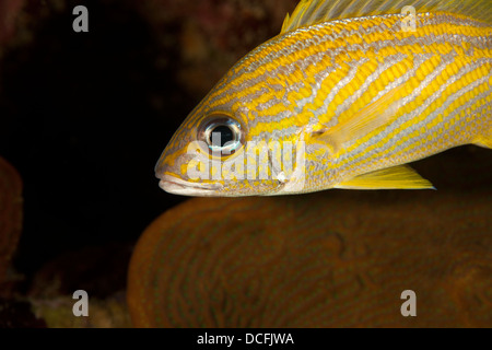 Französisch-Grunt (Haemulon Flavolineatum) an einem tropischen Korallenriff vor der Insel Roatan, Honduras. Stockfoto