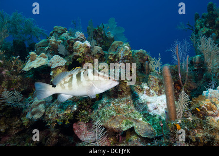 Nassau-Zackenbarsch (Epinephelus Striatus) an einem tropischen Korallenriff abseits der Insel Roatan, Honduras. Stockfoto