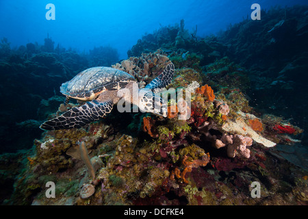 Atlantische Karettschildkröte (Eretmochelys Imbricata Imbricata) auf Nahrungssuche an einem tropischen Korallenriff Stockfoto