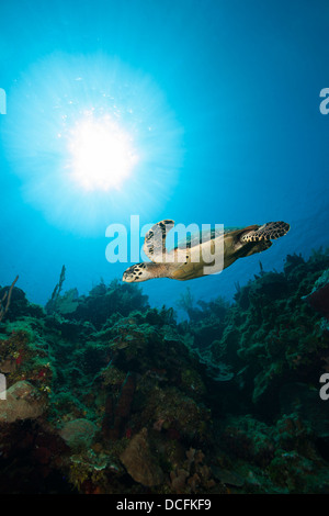 Atlantische Karettschildkröte (Eretmochelys Imbricata Imbricata) über ein tropisches Korallenriff schwimmen Stockfoto