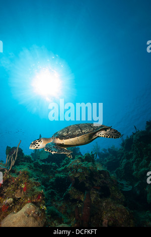 Atlantische Karettschildkröte (Eretmochelys Imbricata Imbricata) über ein tropisches Korallenriff schwimmen Stockfoto