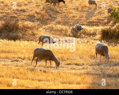 Schafe weiden lassen in einer Koppel im goldenen Sonnenlicht mit einem Ewe begleitet durch ein kleines Lamm Stockfoto