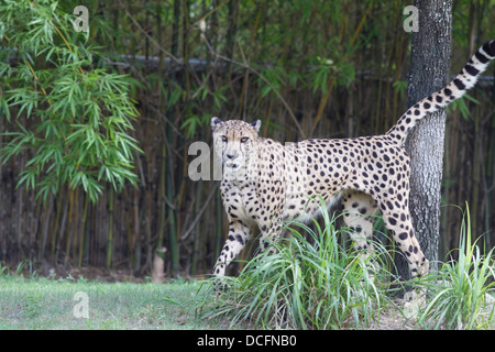 Gepard, Acinonyx Jubatus, auch bekannt als die Jagd Leopard gefunden im östlichen und südlichen Afrika Stockfoto