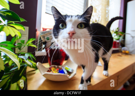 Neugierige lustige Tabby Katze, Weitwinkel-Objektiv Stockfoto