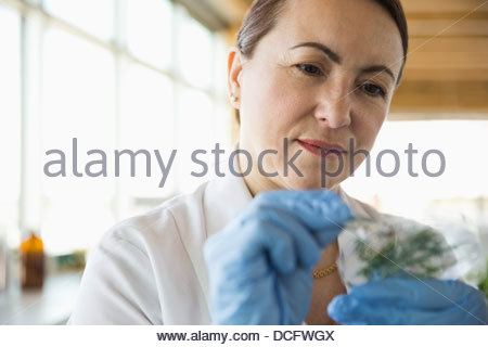 Weibliche Botaniker arbeiten im Labor