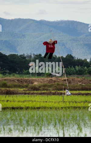 Vogelscheuche im Paddy, Chiangmai Thailand Stockfoto