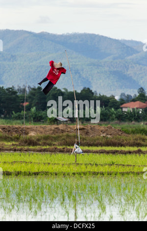 Vogelscheuche im Paddy, Chiangmai Thailand Stockfoto