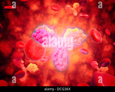 Mikroskopische Ansicht des menschlichen Anitbodies mit roten Blutkörperchen. Stockfoto