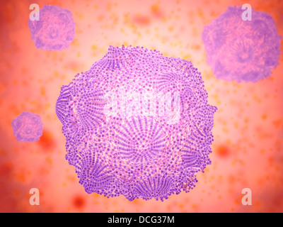 Mikroskopische Ansicht von Canine Parvovirus Stockfoto