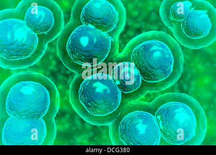 Mikroskopische Ansicht von Chlamydien. Chlamydia ist eine häufige sexuell übertragbare Krankheit (STD), die durch ein Bakterium verursacht. Stockfoto