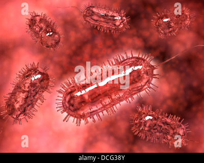 Gruppe von Escherichia coli Bakterienzellen, bekannt als E. Coli. Stockfoto