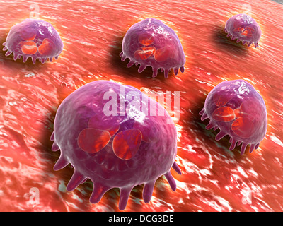 Mikroskopische Ansicht phagocytic Makrophagen, die an der Immunantwort im Körper beteiligt sind. Stockfoto