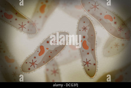 Mikroskopische Ansicht von Paramecium. Stockfoto