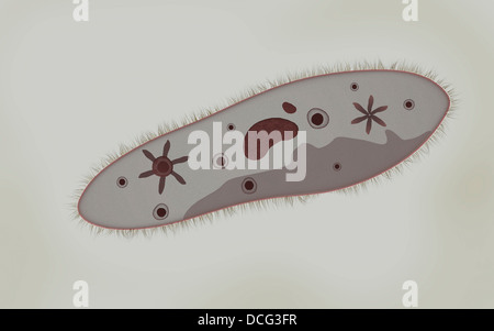Mikroskopische Ansicht von Paramecium. Stockfoto