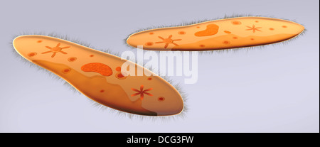 Mikroskopische Ansicht von Paramecium. Stockfoto