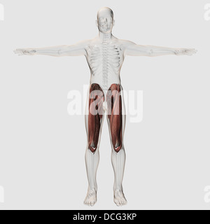 Männliche Muskeln Anatomie der menschlichen Beine, Ansicht von ventral. Stockfoto