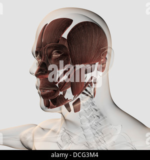 Anatomie des männlichen Gesichtsmuskeln, Seitenansicht. Stockfoto