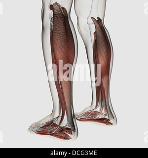 Männliche Muskeln Anatomie der menschlichen Beine, Ansicht von ventral. Stockfoto