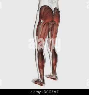 Männliche Muskeln Anatomie der menschlichen Beine, hintere Ansicht. Stockfoto