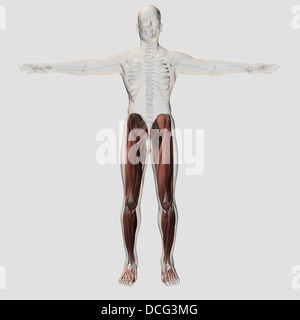 Männliche Muskeln Anatomie der menschlichen Beine, Ansicht von ventral. Stockfoto