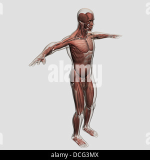 Anatomie des männlichen Muskulatur, Seitenansicht. Stockfoto