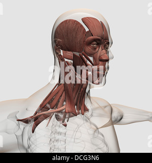 Anatomie des männlichen Gesichts-Nacken-Muskulatur, Vorderansicht. Stockfoto