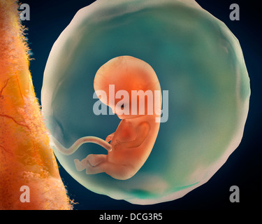 Medizinische Illustration der Fötus Entwicklung bei 9 Wochen. Stockfoto