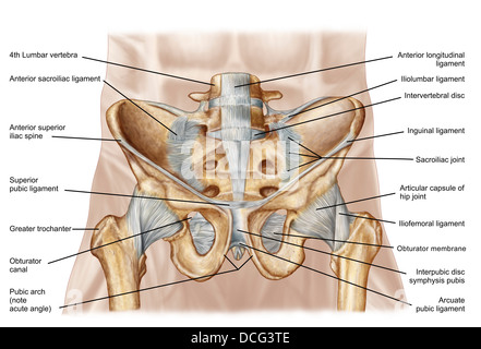 Anatomie der menschlichen Beckenknochen und Bänder. Stockfoto