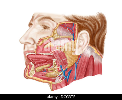 Anatomie des menschlichen Speicheldrüsen. Stockfoto