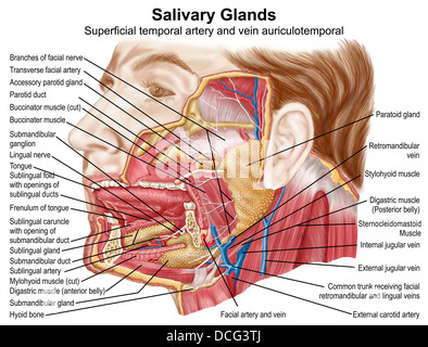 Anatomie des menschlichen Speicheldrüsen. Stockfoto