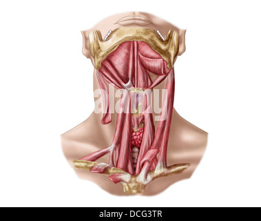 Anatomie des menschlichen Hyoid Knochen und Muskeln, Ansicht von ventral. Stockfoto