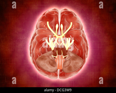 Konzeptbild der Hirnnerven im menschlichen Gehirn. Stockfoto