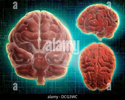 Konzeptbild des menschlichen Gehirns in verschiedenen Winkeln. Stockfoto
