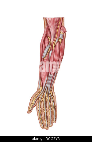 Anatomie des menschlichen Unterarmmuskeln, tief anterioren Ansicht. Stockfoto