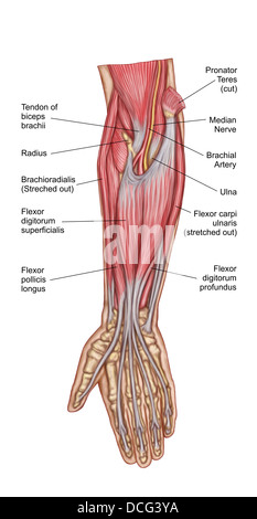 Anatomie der Unterarmmuskulatur, Ansicht von ventral, Mitte. Stockfoto