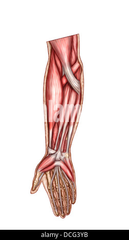 Anatomie des menschlichen Unterarmmuskeln, oberflächliche Ansicht von ventral. Stockfoto