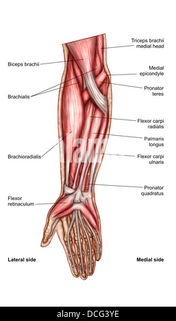 Anatomie des menschlichen Unterarmmuskeln, oberflächliche Ansicht von ventral. Stockfoto