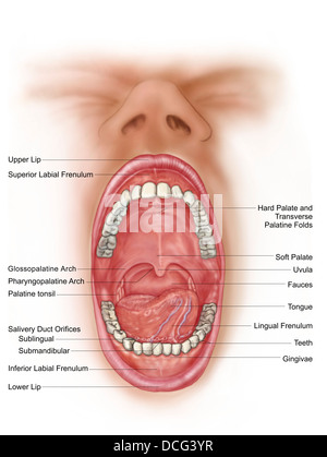 Anatomie der menschlichen Mundhöhle. Stockfoto