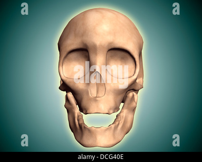 Konzeptbild menschlicher Schädel, Vorderansicht. Stockfoto