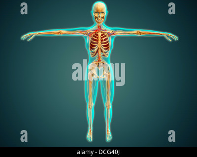 Medizinische Illustration des menschlichen Körpers zeigen, Skelettsystem, Arterien, Venen und Nervensystem. Stockfoto