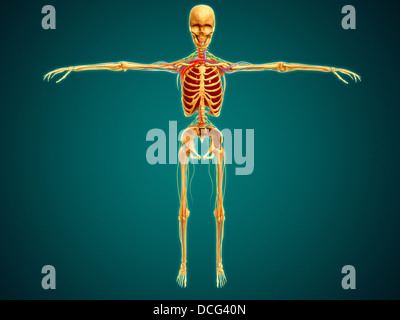 Vorderansicht des menschlichen Skeletts mit Nervensystem, Arterien und Venen. Stockfoto