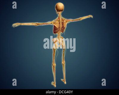 Rückansicht des menschlichen Skeletts mit Nervensystem, Arterien und Venen. Stockfoto