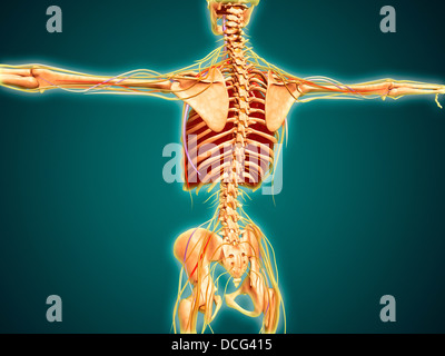 Rückansicht des menschlichen Skeletts mit Nervensystem, Arterien und Venen. Stockfoto