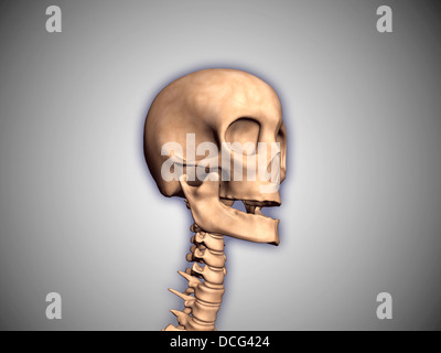 Konzeptbild von menschlicher Schädel und Rückenmark. Stockfoto