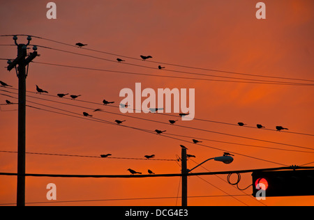 Red Wing Amseln auf Telefonleitungen bei Sonnenuntergang Stockfoto