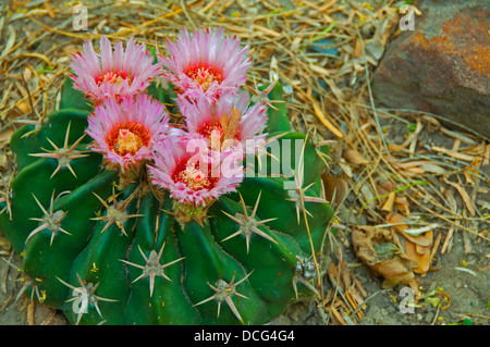 Pferd Crippler Kaktus im Valley Nature Center, Weslaco, Texas Stockfoto