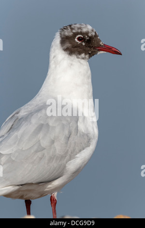 Schwarze Spitze Gull in Mauser Stockfoto