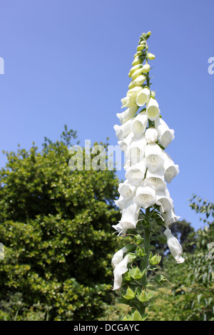 Weißen Fingerhut - Digitalis Purpurea 'Alba' Stockfoto