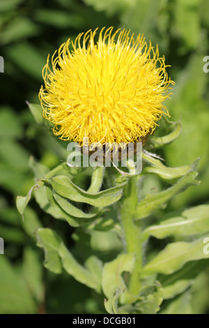 Centaurea Macrocephala - aka "Gelbe Hardhead", "Große goldene Flockenblume", "Armenische Korb Blume" Stockfoto