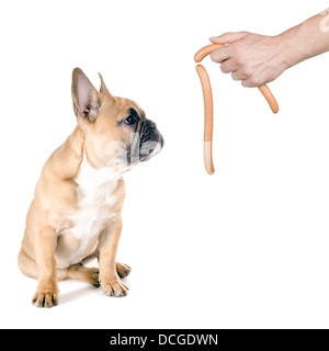 ein Hund kümmert sich um eine Wurst vor weißem Hintergrund Stockfoto